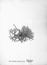 Evernia prunastri image